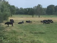 und schwarze Stiere in der Camague