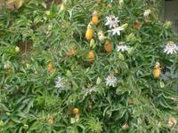 Blaye, Passionfrüchte