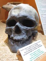 Grotte du Sare, Schädel Cromagnon-Mensch