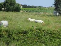 Camargue, weiße Pferde