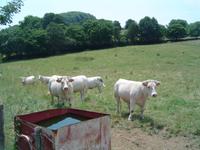 Bourgogne, Charolais-Rinder