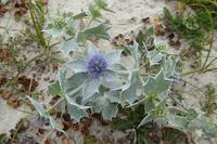08 Küstenwanderung entlang GR 34 von Tronoen zum Leuchtturm Eckmühl 