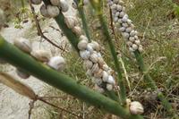 08 Küstenwanderung entlang GR 34 von Tronoen zum Leuchtturm Eckmühl 