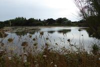 17 Wanderung an der Rosa Granitküste von Trégastel bis Trestraon 