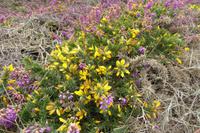 17 Wanderung an der Rosa Granitküste von Trégastel bis Trestraon 