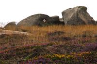 17 Wanderung an der Rosa Granitküste von Trégastel bis Trestraon 