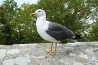 19 Mont Saint Michel 