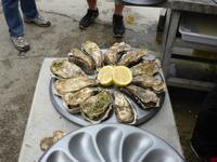 Cancale - Austern 