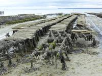 Cancale - Austernbänke