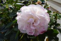 Der Garten von Mr. Miles, Jersey 