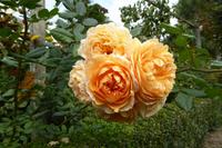 Der Garten von Mr. Miles, Jersey 