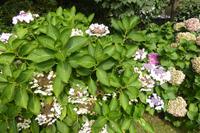 Der Garten von Mr. Miles, Jersey 