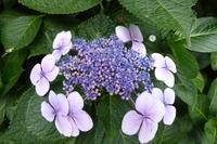 Der Garten von Mr. Miles, Jersey 