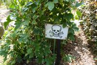 Der Garten von Mrs. Lea, Jersey