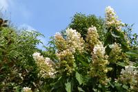 Der Garten von Mrs. Lea, Jersey 