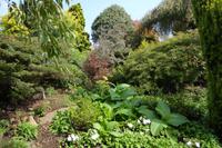 Der Garten von Mrs. Lea, Jersey 