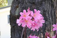 Insel Sark, Amaryllis belladonna 
