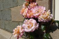 Jersey, Elisabeth Castle 