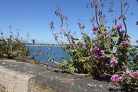 Jersey, Elisabeth Castle 