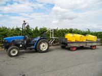 Die grüne Traube muss in den gelben Eimer