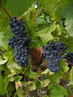 Pinot noir ist des Elsass´ einzige Rotweintraube
