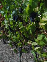 Die Trauben schmecken auch unverarbeitet ;)