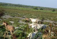 Camargue