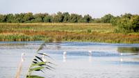 Camargue
