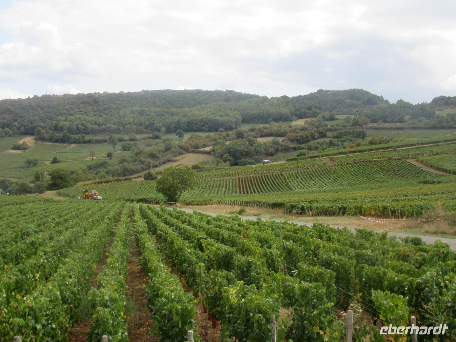 Beaujolais Weinberge