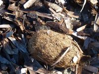 Frucht des Poseidongrases