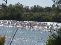 Camargue ornithologischer Park mit Flamingos