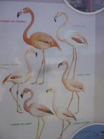 Camargue ornithologischer Park mit Flamingos