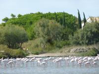 Camargue ornithologischer Park mit Flamingos