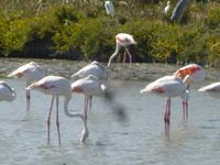 Camargue ornithologischer Park mit Flamingos