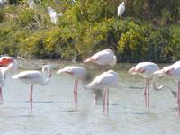 Camargue ornithologischer Park mit Flamingos