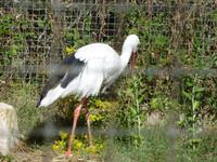Camargue ornithologischer Park mit Storch