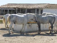 Camargue 