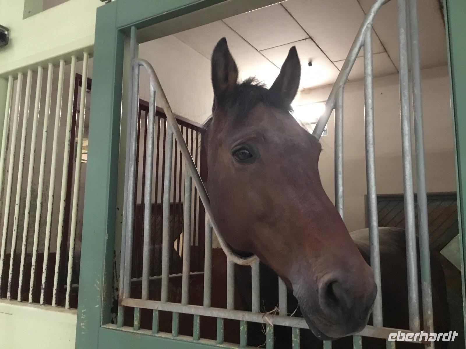 Ein Star mit vier Beinen