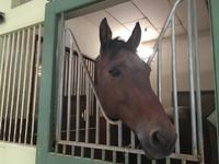 Ein Star mit vier Beinen