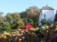 Montmartre - Weinberg