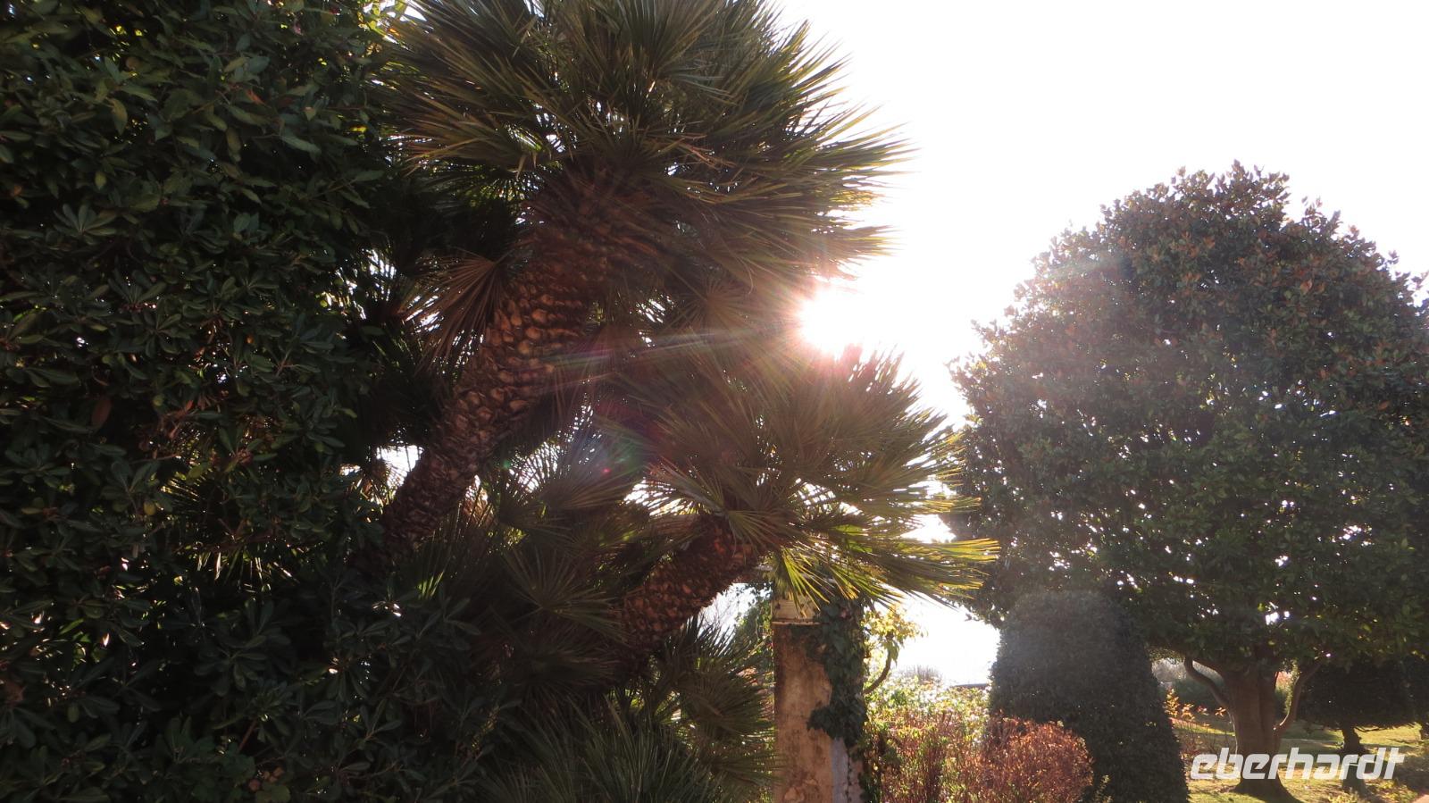 Palmen im Klostergarten Nizza