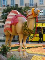 Kamel mit Orange im Mund