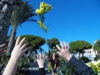 Mimosen waren im Sonderangebot