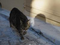 Eine der vielen gesehenen streunernden Katzen 