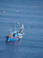 Auch die Möwen möchten etwas abhaben