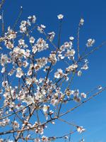 Der Frühling grüßt