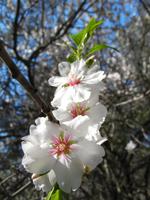 Kirsch oder Apfelblüte?