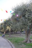 Olivengarten Cimiez, Nizza