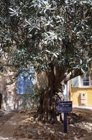 Olivenbaum aus dem 11. Jahrhundert, Fréjus