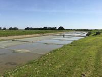 Salzgarten auf Noirmoutier